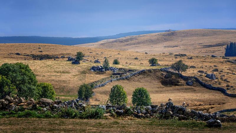 Paysage d'Aubrac