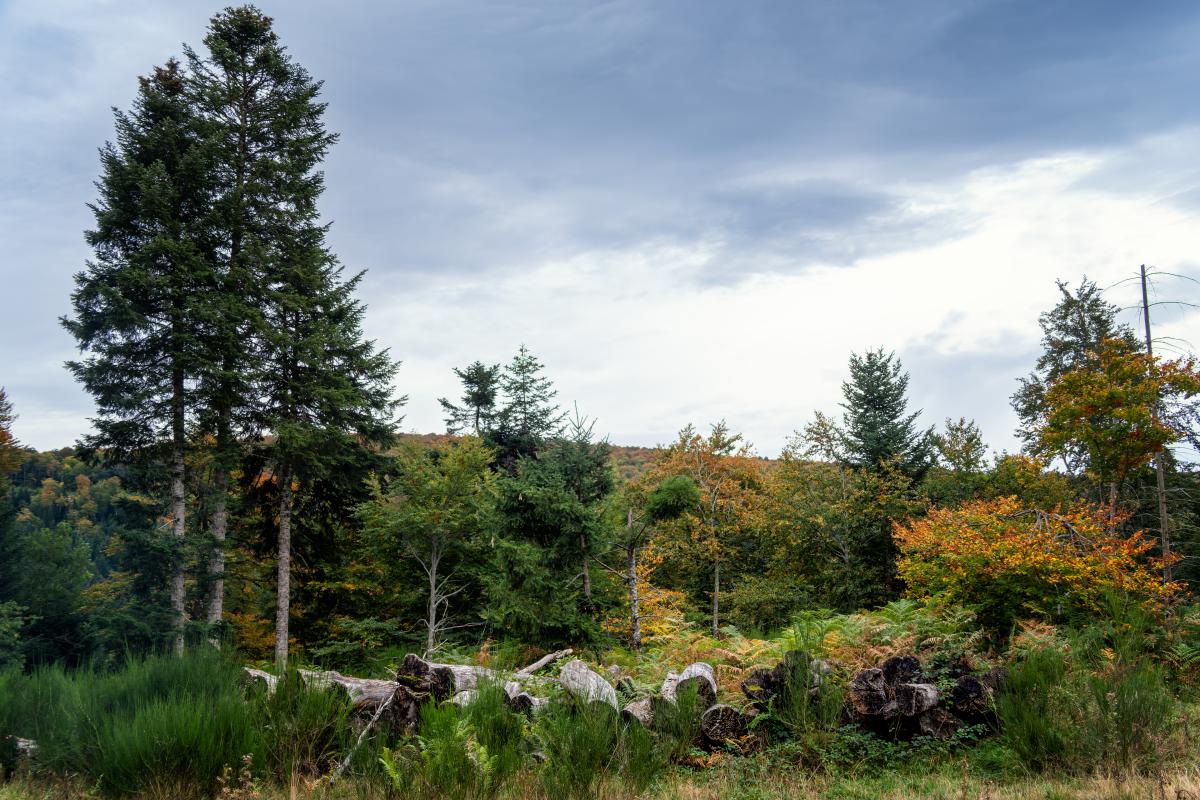 Paysages d'Aubrac