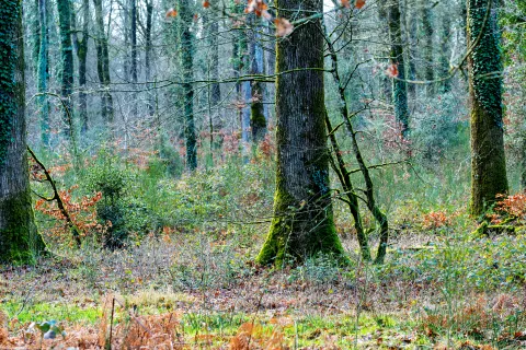 Forêt du Gâvre en hiver