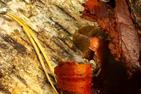 un p'tit tour en forêt du Gâvre