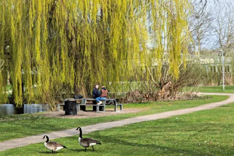 un parc au printemps à Oldenburg  avec des bernaches 